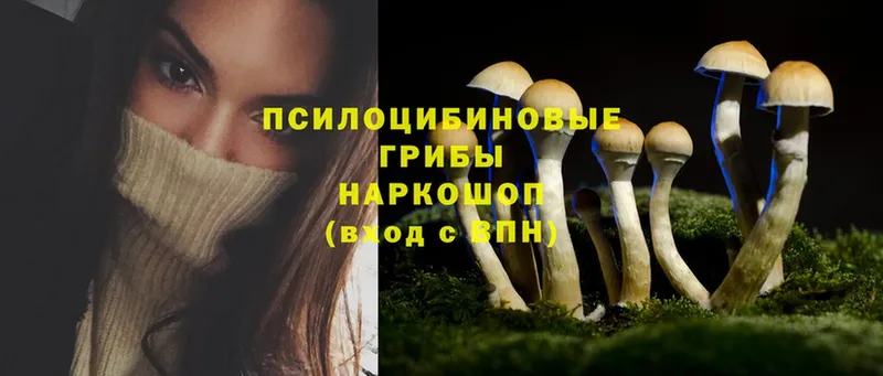 Псилоцибиновые грибы Psilocybe  Бутурлиновка 